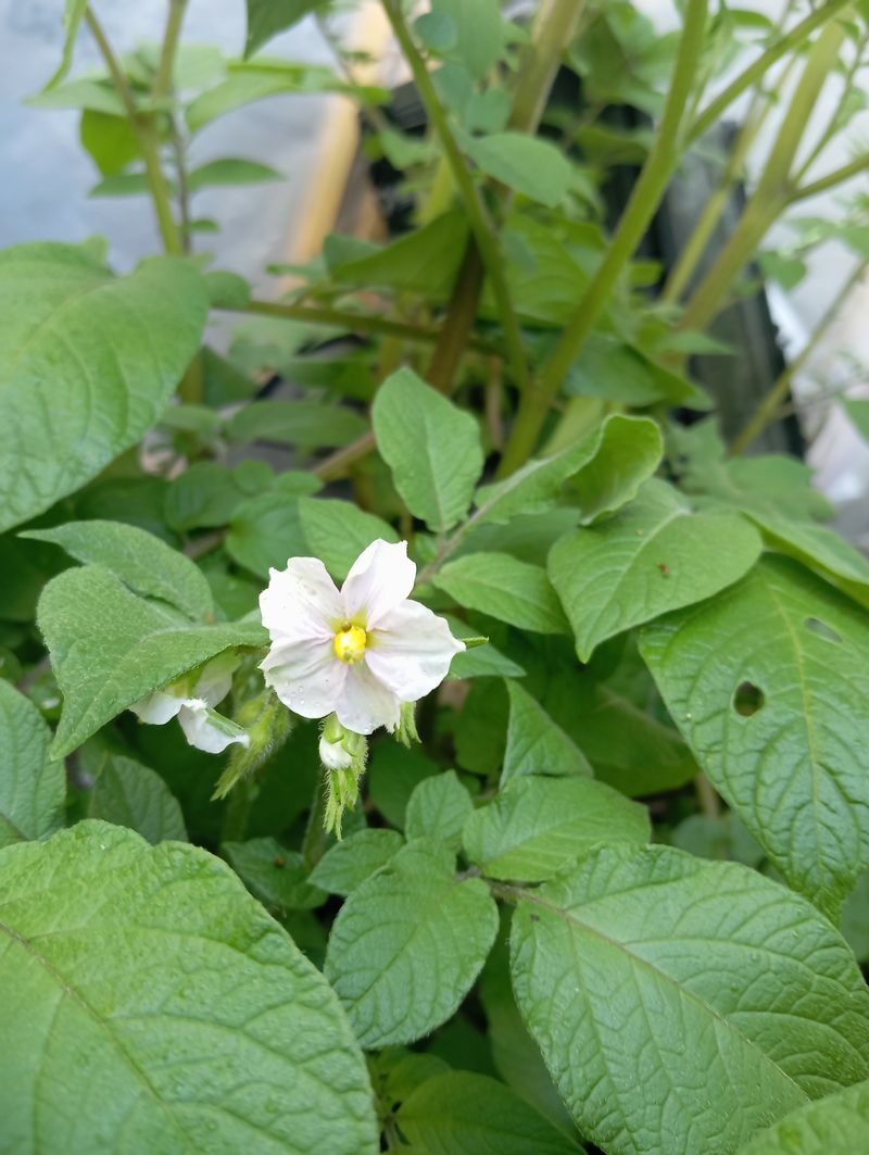 Solanum tuberosum